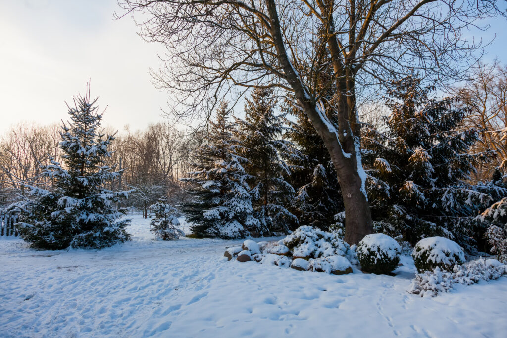 Snowy landscape with trees, ideal for winterizing your lawn.