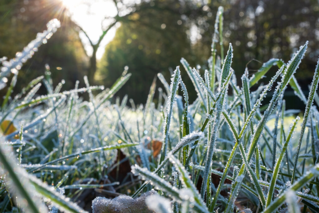 Frost-covered grass in sunlight, showcasing winter landscaping services.