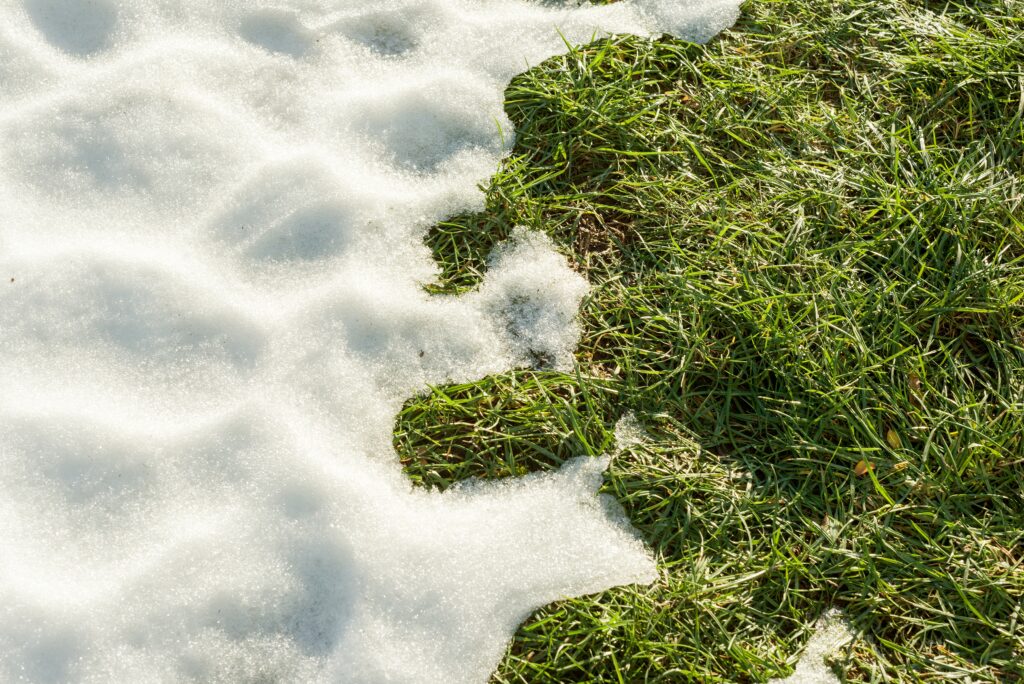 Melting snow on grass showing winterizing your lawn.